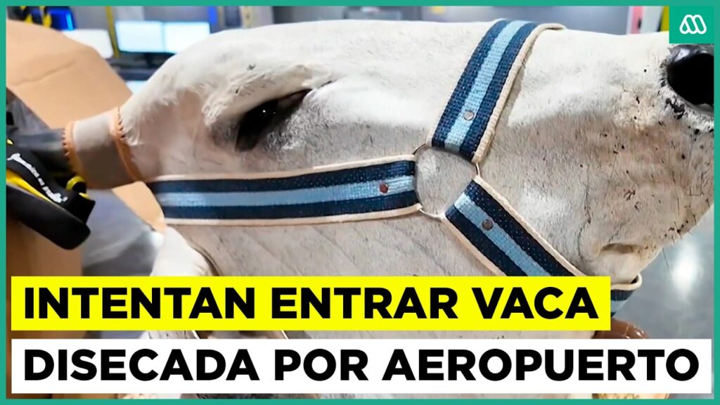 Testigos en la frontera | Insólitos hallazgos en operativos de aeropuerto: hasta una vaca disecada