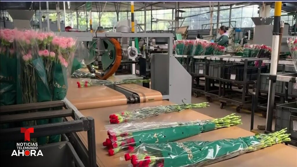 Millones de flores llegan desde países como Ecuador para el Día de las Madres | Noticias Telemundo