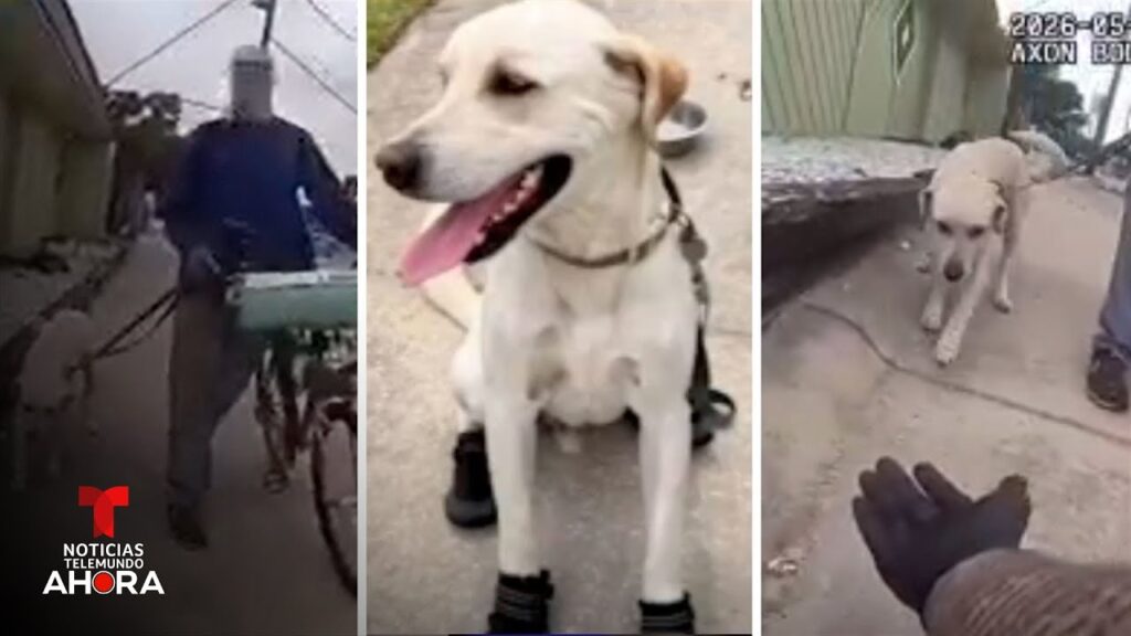 Un policía regala botas a un perro que se quemaba sobre pavimento caliente | Noticias Telemundo