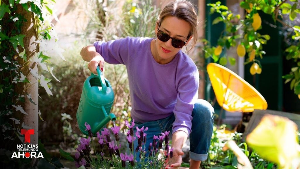 Aprenda qué hacer y qué no con sus plantas ahora que llega el calor extremo | Noticias Telemundo