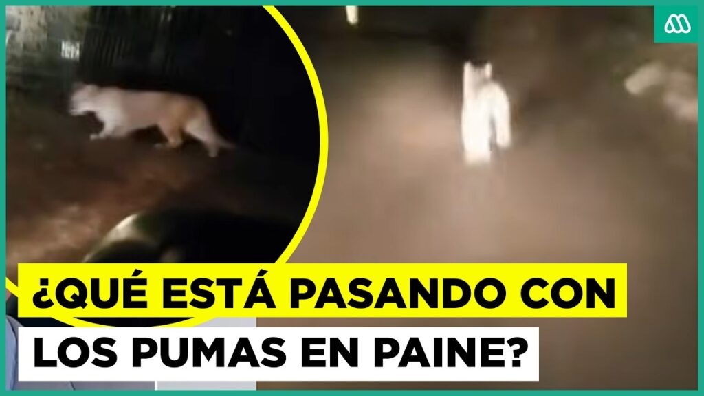 Nuevo avistamiento de puma suelto: ¿Qué está pasando en Paine?